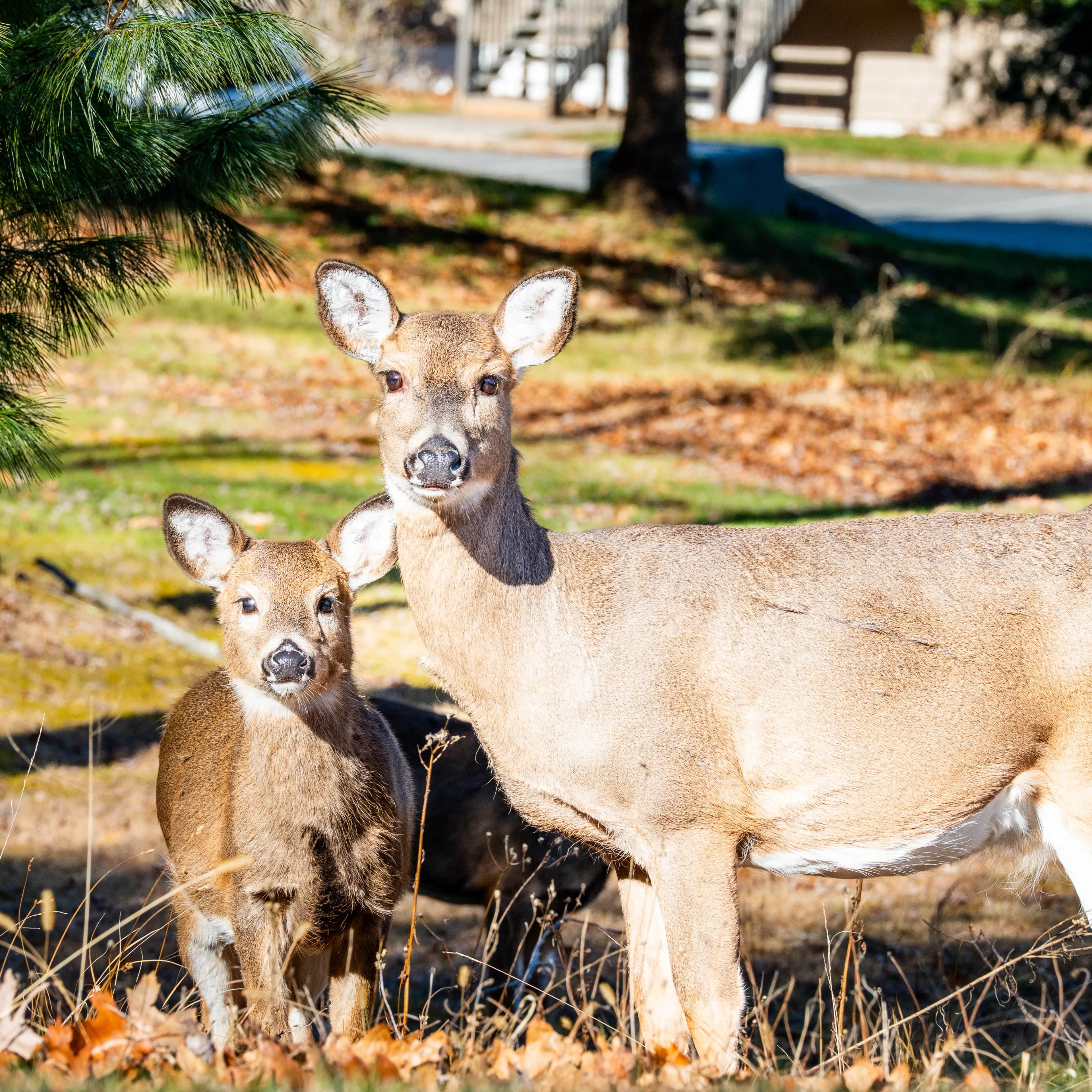 Row of tan townhouse-style units at Westwood with exterior staircases, surrounded by open green space and wooded areas.